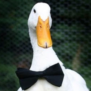 Meet your Posher, Brayden